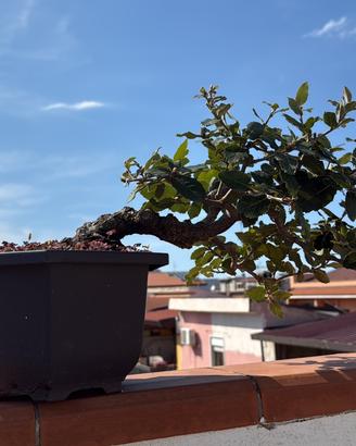 Bonsai quercia leccio