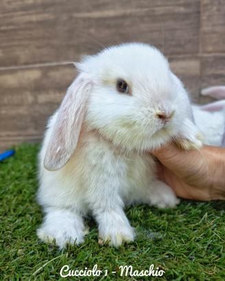 cucciolata di coniglietti minilop 