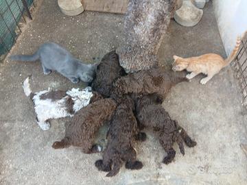 Cuccioli di lagotto