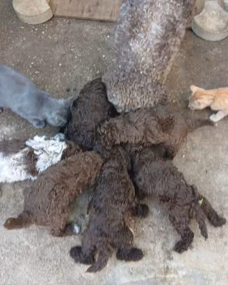 Cuccioli di lagotto