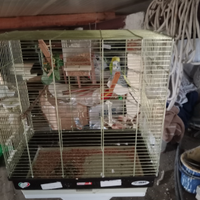 Coppia di cocoriti con gabbia