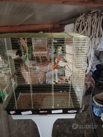 Coppia di cocoriti con gabbia