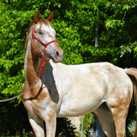 Cavalla Appaloosa