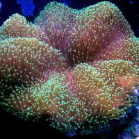 Sarcophyton enerberghi