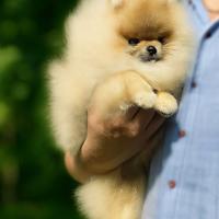 Spitz nano Pomerania con Pedigree ENCI