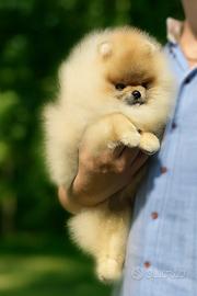 Spitz nano Pomerania con Pedigree ENCI