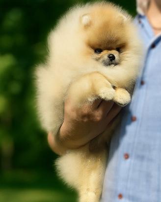 Spitz nano Pomerania con Pedigree ENCI