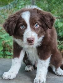 Border collie cucciolo