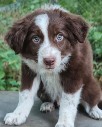 Border collie cucciolo