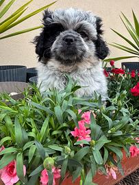 Cucciolo maschio pechinese