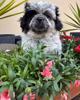 Cucciolo maschio pechinese