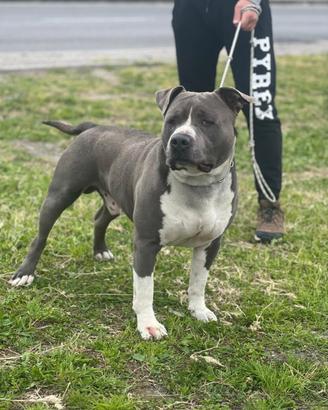 Amstaff Blue Maschio per accoppiamento ( Monta)