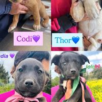 Tenerissimi cuccioletti vari colori