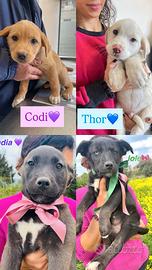 Tenerissimi cuccioletti vari colori