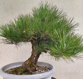 Prebonsai pino nero Giapponese 