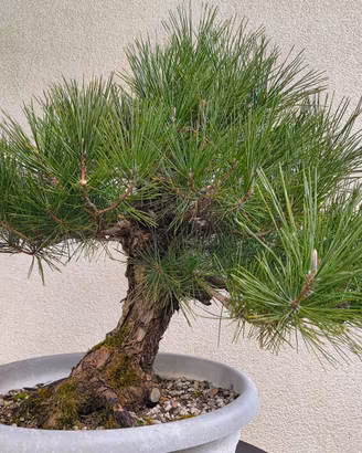 Prebonsai pino nero Giapponese 