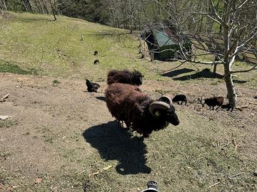 Pecore nane d'ouessant