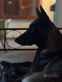 Pastore belga malinois