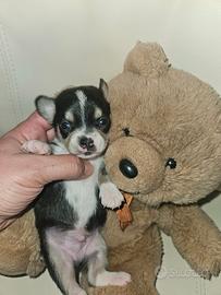 Chihuahua cucciolo mini