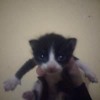 Gattini aspettano casa