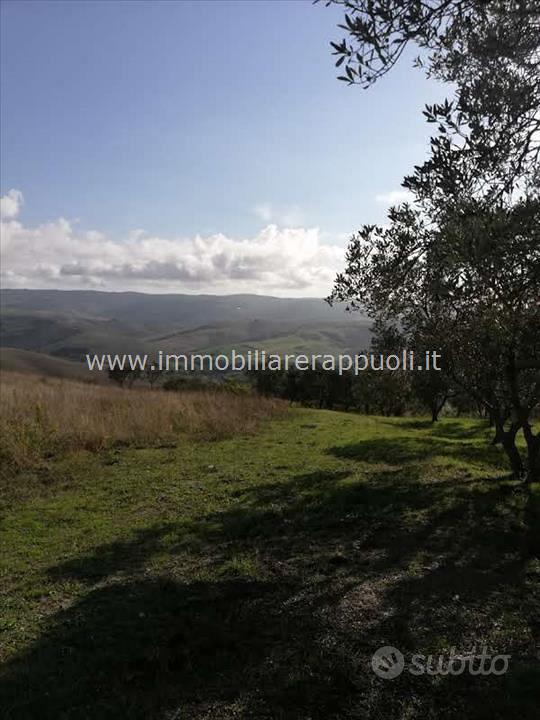 AG39 - San Casciano Dei Bagni azienda agri - Vista 2