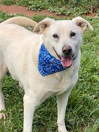 Adottate Teo dal canile, rinuncia di proprietà