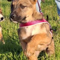 Fucsia simil pastorina adorabile