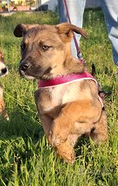 Fucsia simil pastorina adorabile