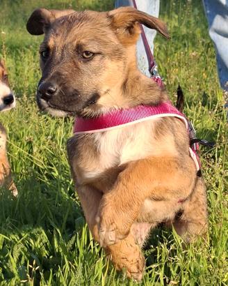 Fucsia simil pastorina adorabile