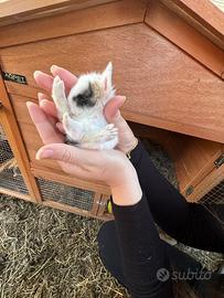 Cuccioli conigli nani