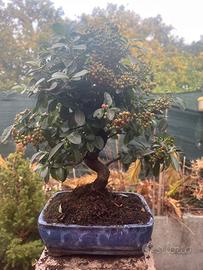 Bonsai di Pyracantha