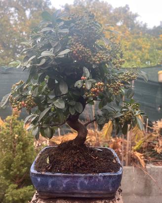 Bonsai di Pyracantha