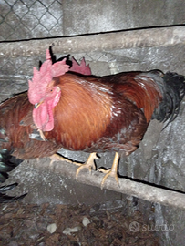 Gallo di 1 anno