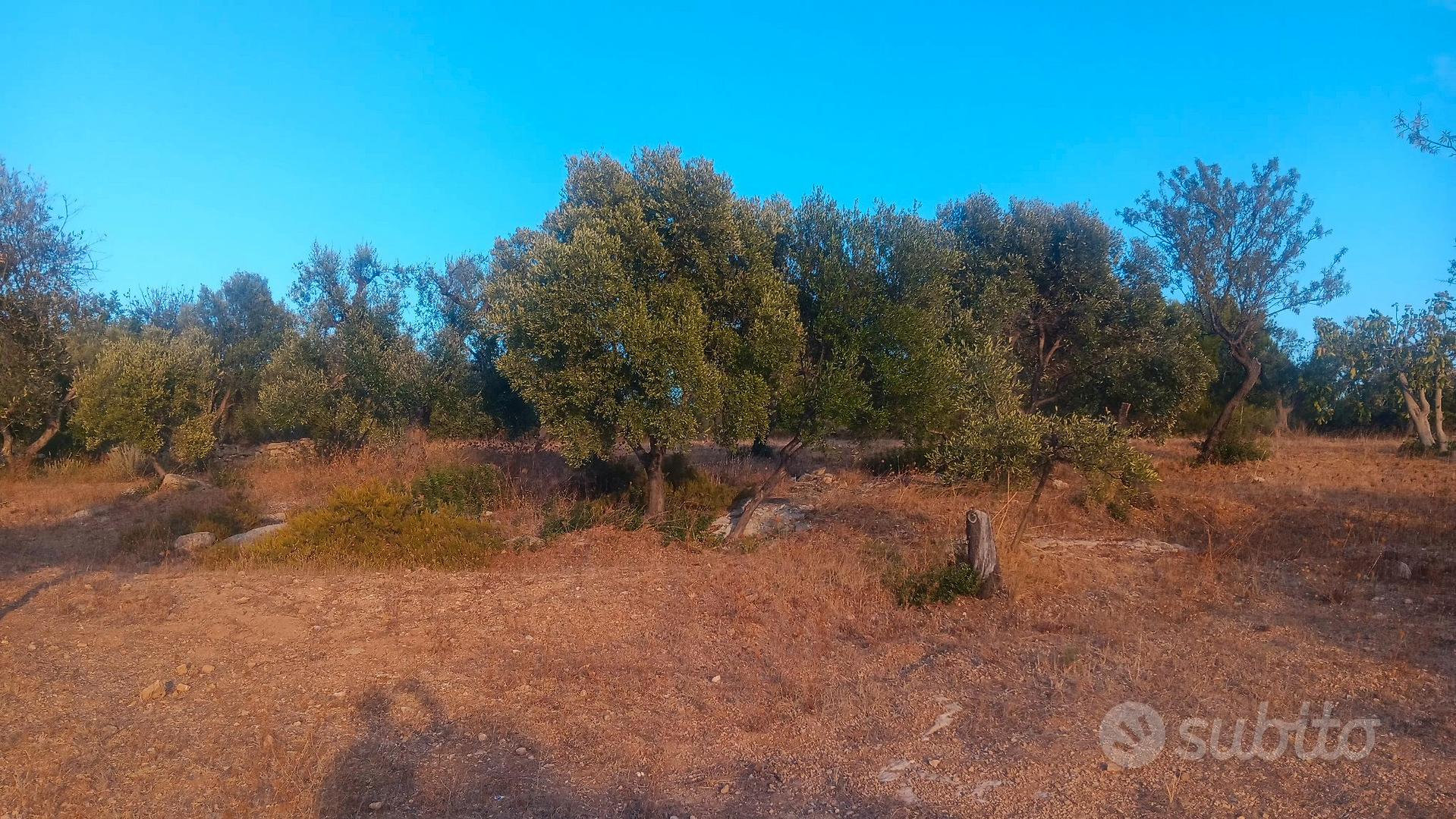 terreno agricolo - Vista 3
