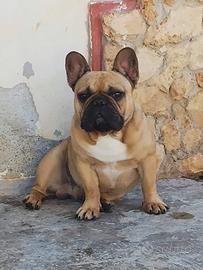 Bulldog francese