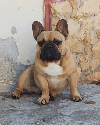 Bulldog francese