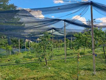 Terreno frutteto