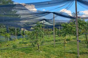 Terreno frutteto