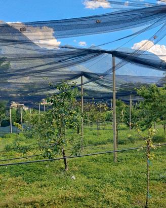 Terreno frutteto