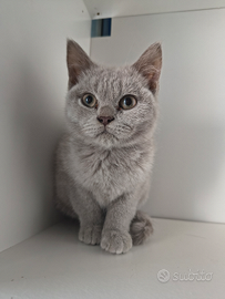 Scottish fold e straight