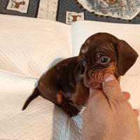 Due cuccioli di bassotto nano piccolo