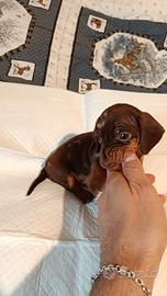 Due cuccioli di bassotto nano piccolo