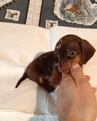 Due cuccioli di bassotto nano piccolo