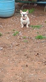 Bulldog francese