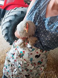 Gallo concincina nana