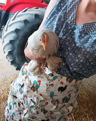 Gallo concincina nana