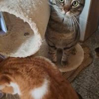 Gatto Tigrato 10 mesi