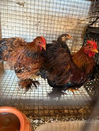 Marans , brahma , wyandotte , chicchinelle