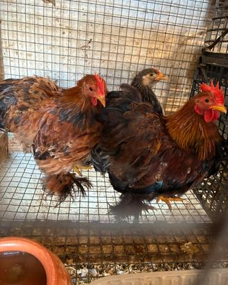 Marans , brahma , wyandotte , chicchinelle