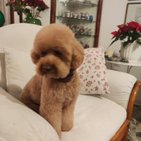 Barboncino nano,pedigree